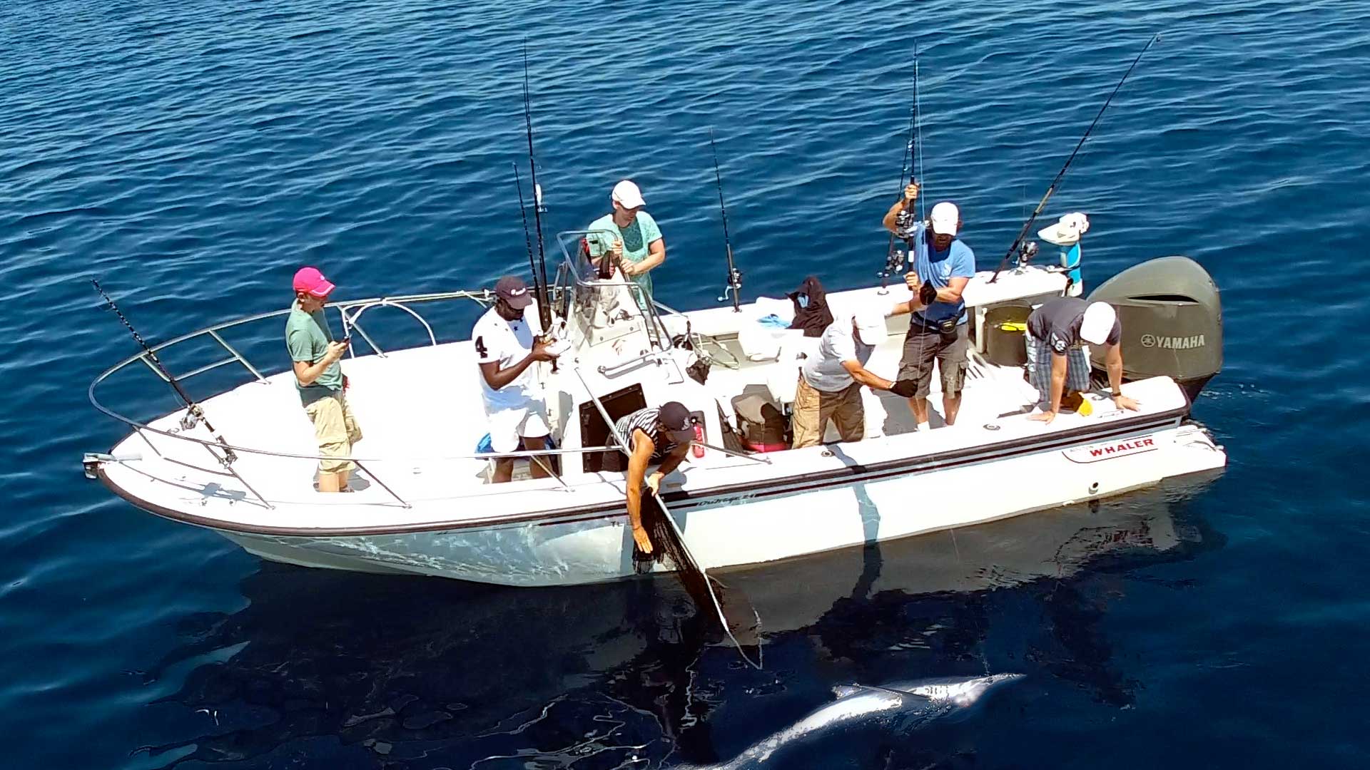 Peche Requin Mediterranee 05