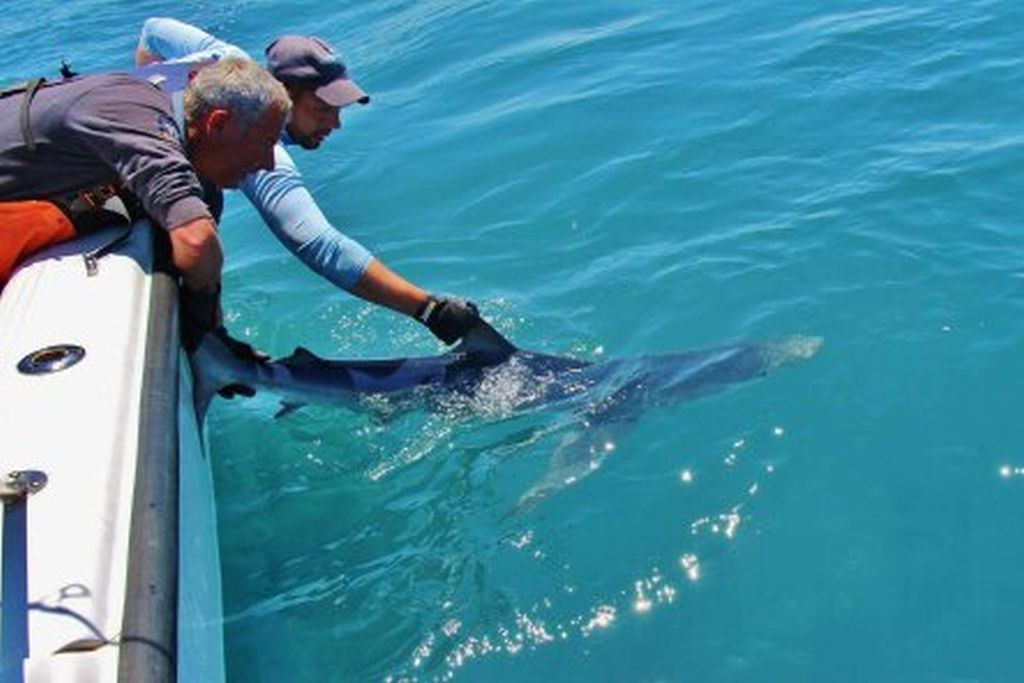 sortie peche requin mediterrannee 022