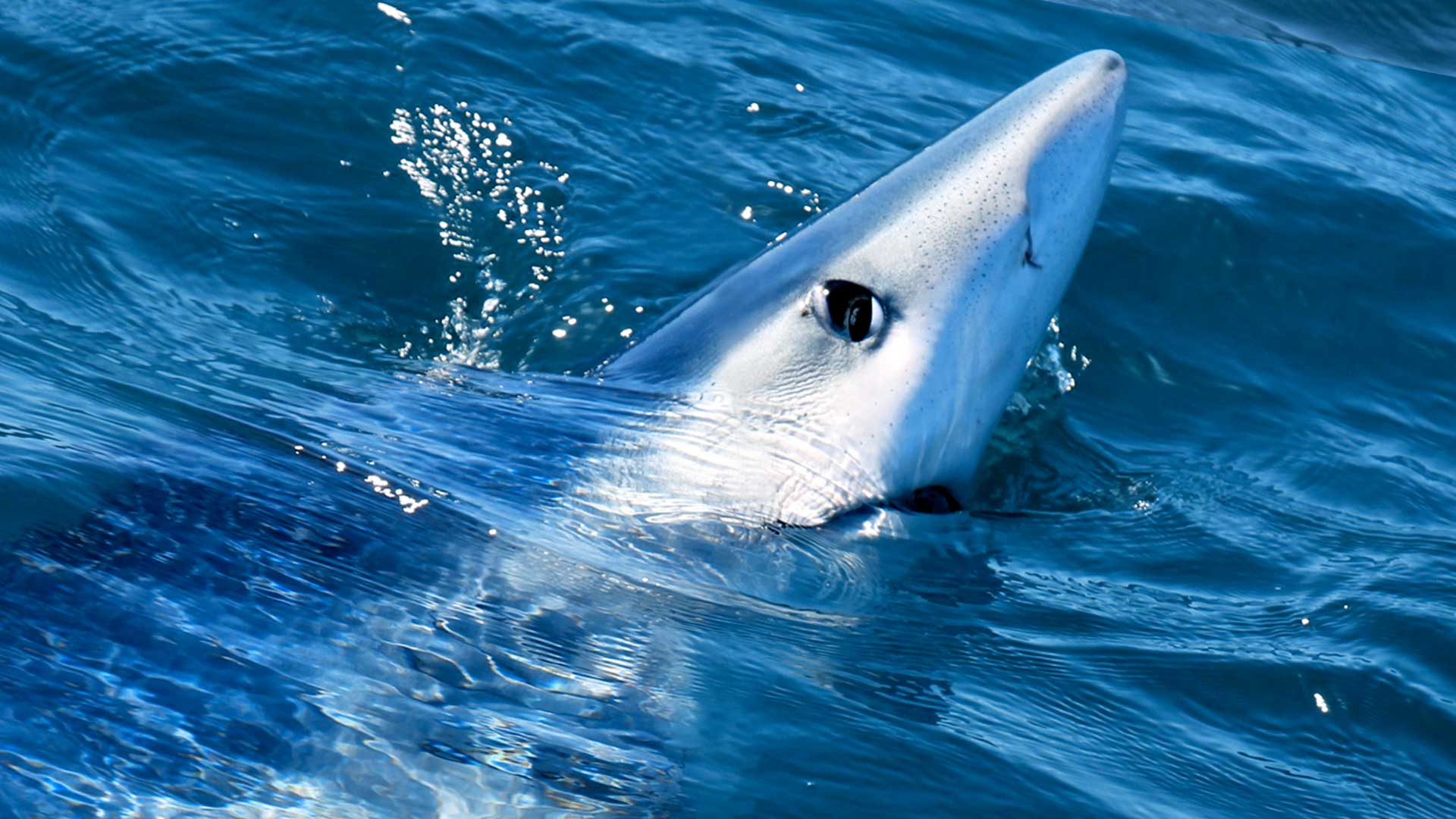 Peche Requin Mediterranee 01