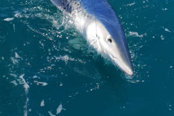 requin-bleu-mediterranee-001
