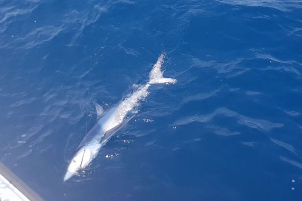 requin-bleu-mediterranee-003